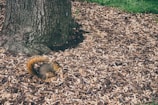 A squirrel is foraging on the ground covered with wood chips near the base of a large tree trunk. The grassy area is visible in the background, indicating an outdoor, natural setting.