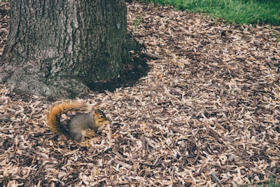 A squirrel is foraging on the ground covered with wood chips near the base of a large tree trunk. The grassy area is visible in the background, indicating an outdoor, natural setting.