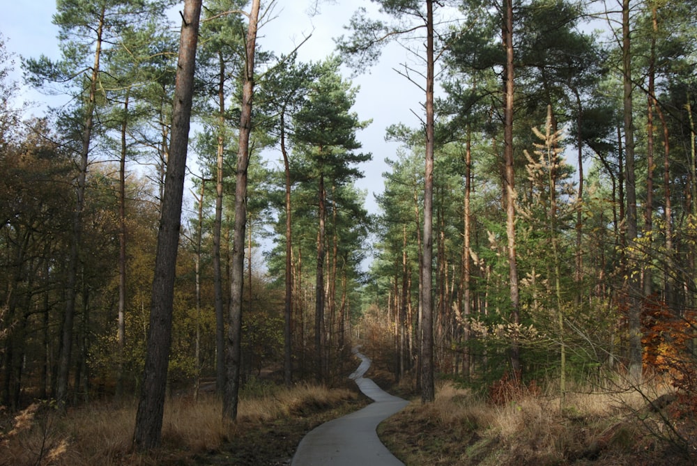 road in the middle of trees