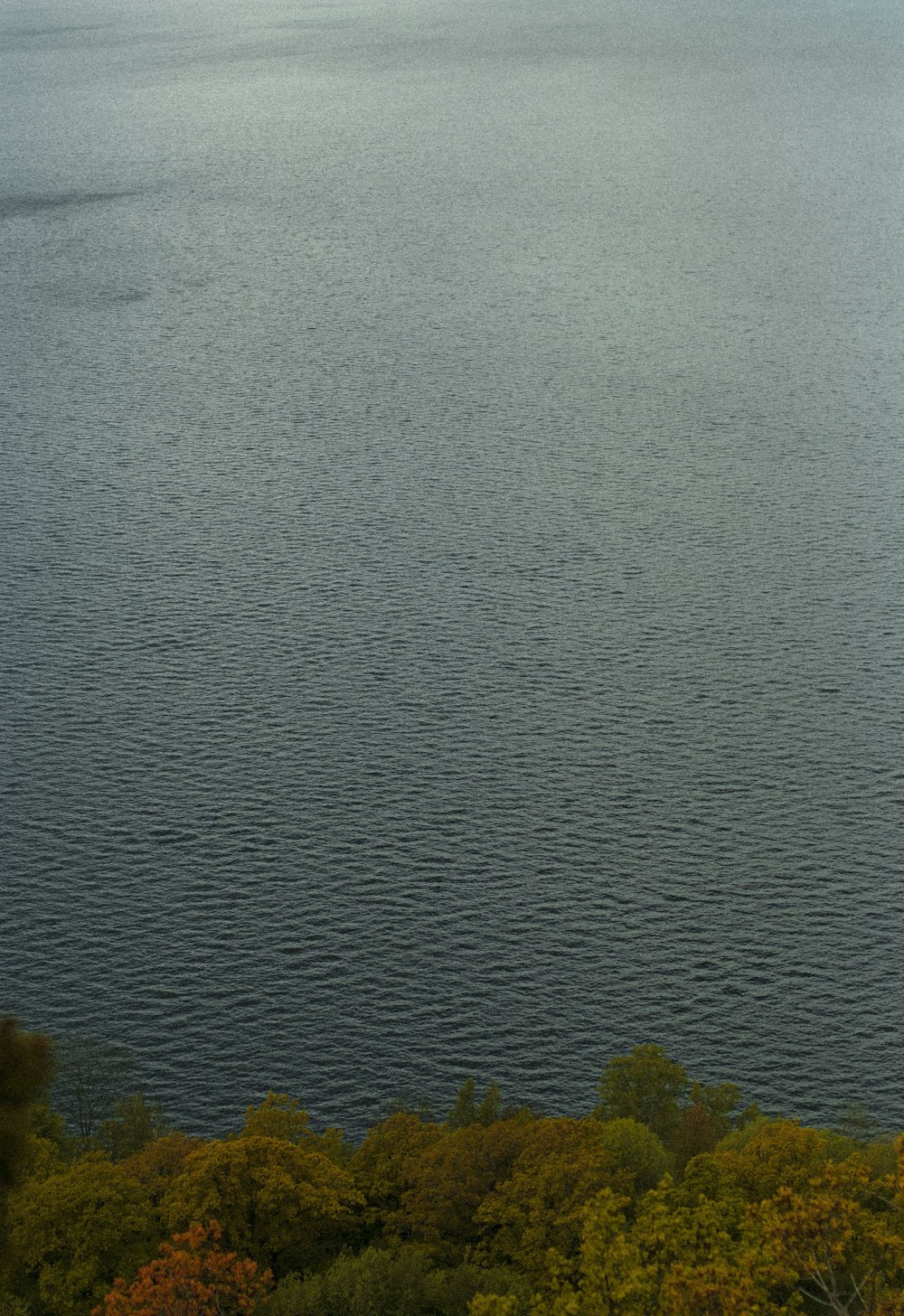 aerial photography of green trees beside body of water