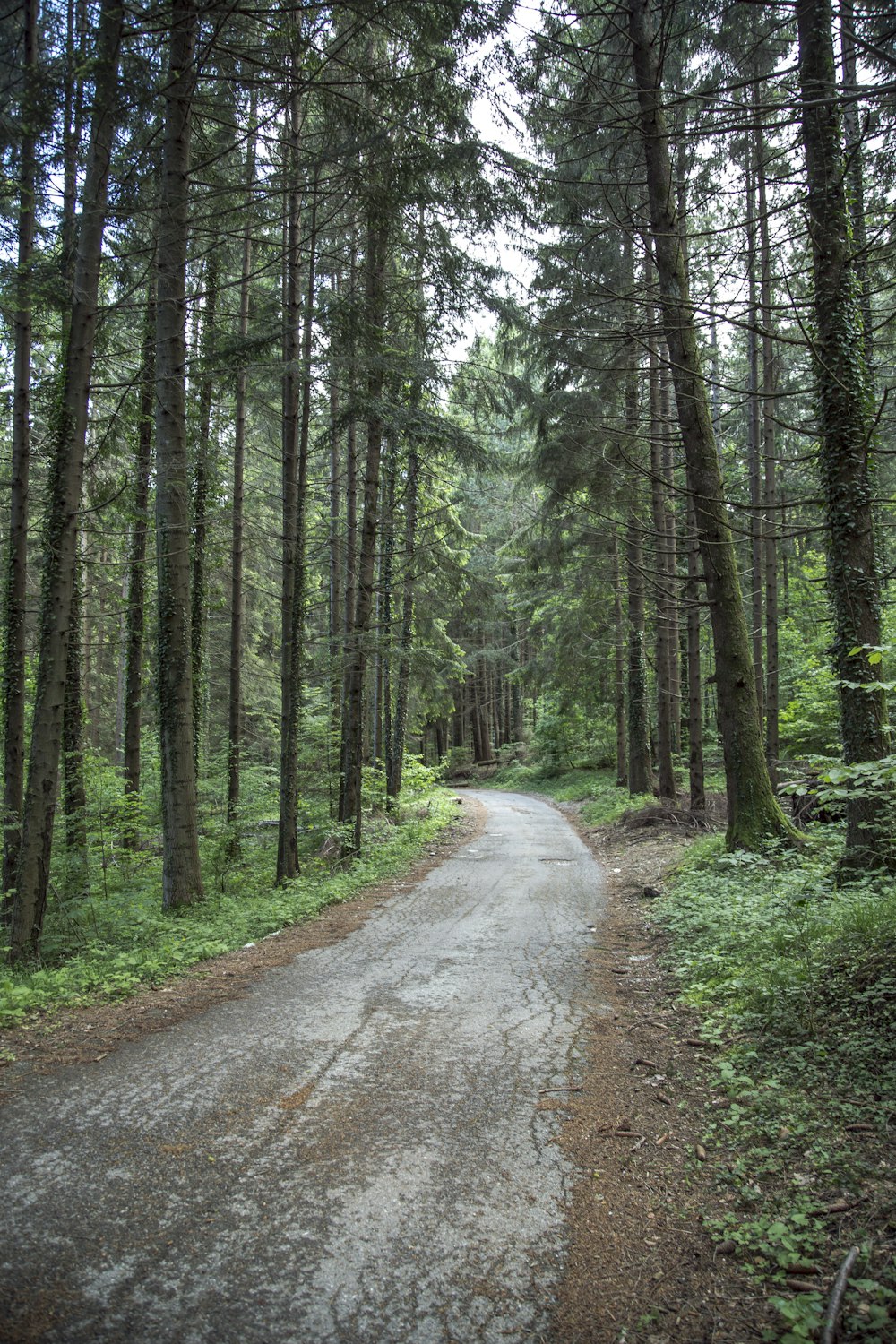 brown dirt road in between green trees during daytime