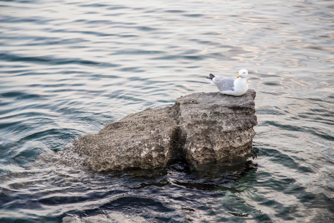 white and gray seagull sitting on rock surrounded by body of water