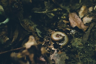 A coiled millipede is nestled amidst decaying leaves and soil, creating a natural, earthy scene in a forest floor setting.