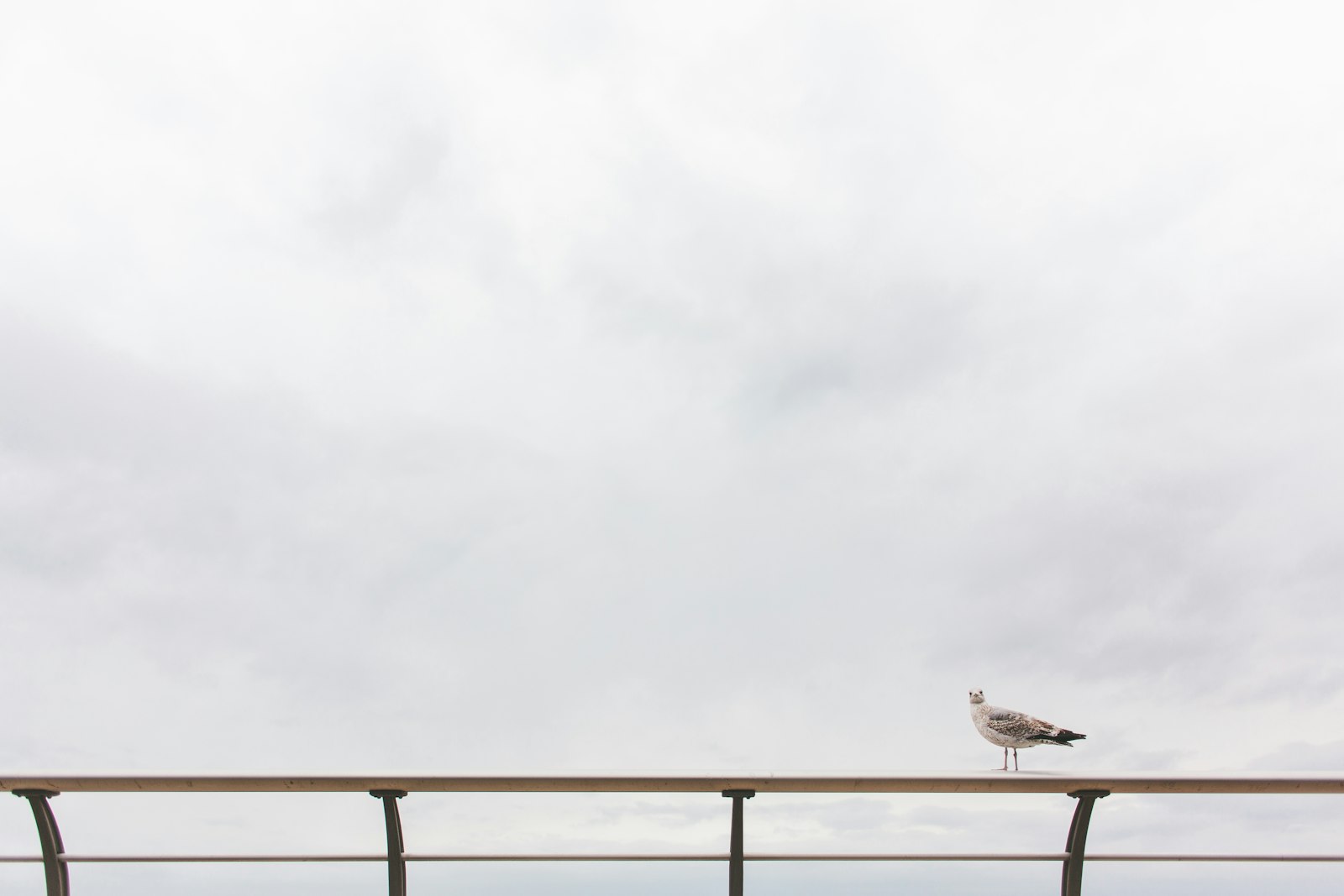 Canon EF 28mm F2.8 IS USM sample photo. Seagull on railing photography