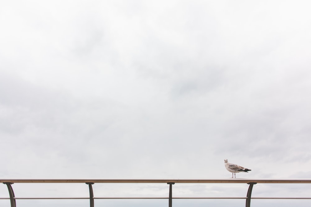 gaivota sobre corrimão