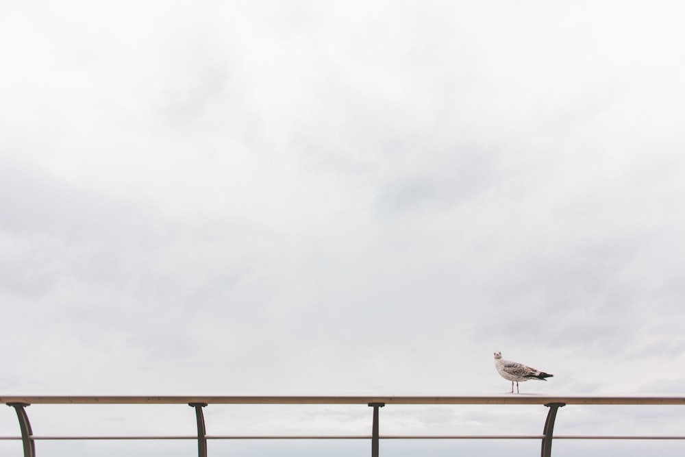 seagull on railing