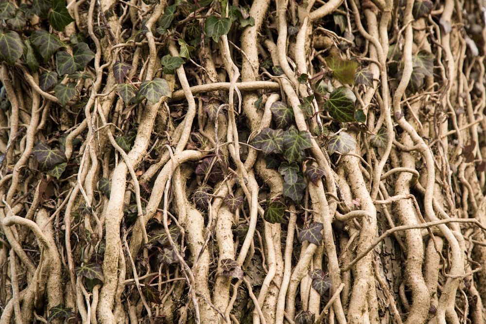 a bunch of vines growing on the side of a building