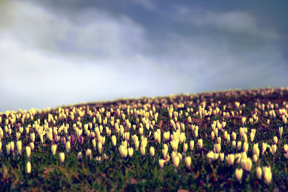 closeup photography of yellow petaled flower field at daytime