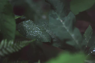 Fresh erva-mate leaves catching filtered jungle sunlight, with a hint of mist weaving through the dark green canopy.