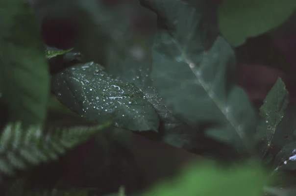 Fresh erva-mate leaves catching filtered jungle sunlight, with a hint of mist weaving through the dark green canopy.