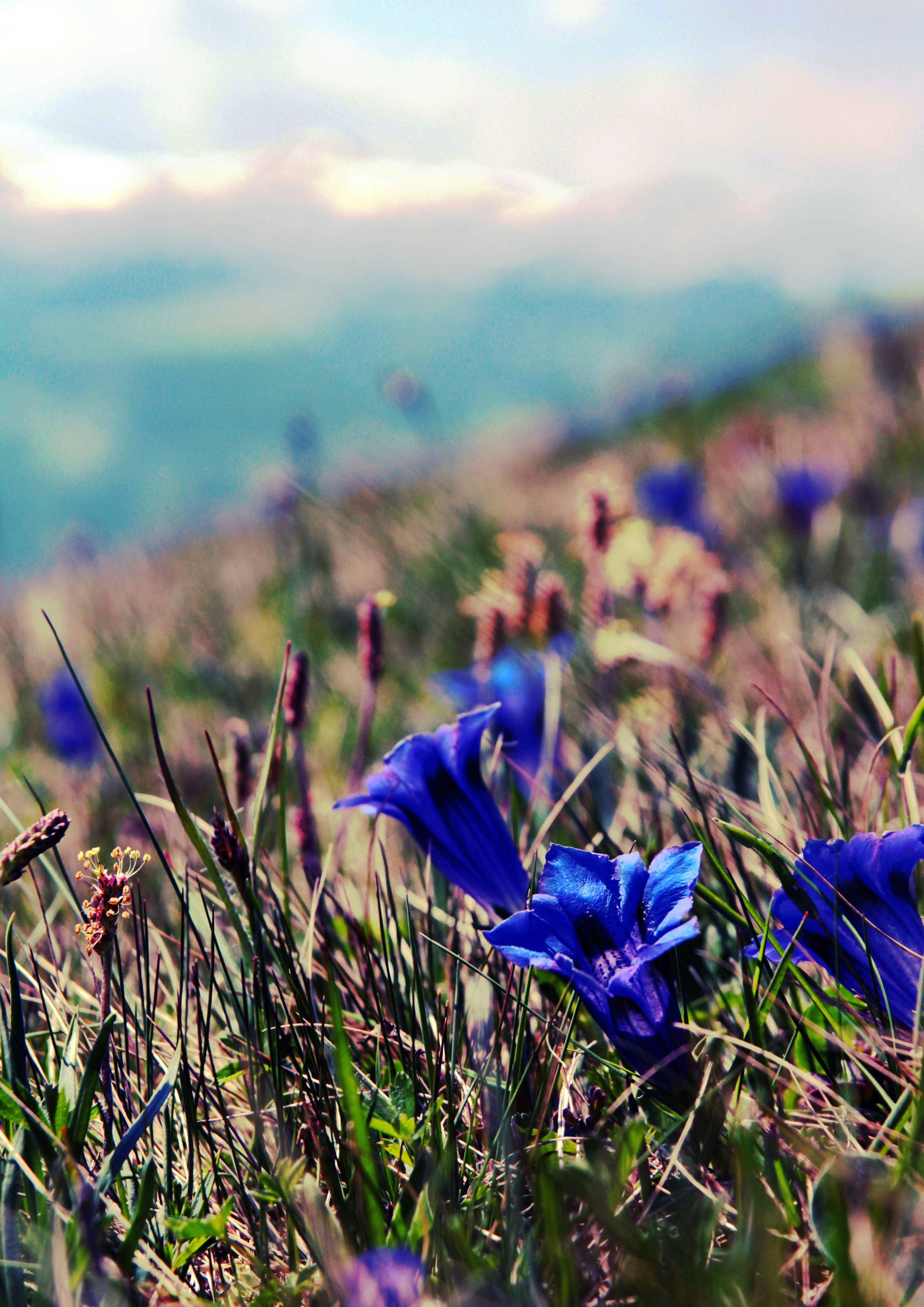 Free Unsplash photo from Thomas Cigolla