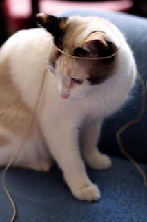 A cat with a delicate handmade accessory, looking curious and adorable indoors.