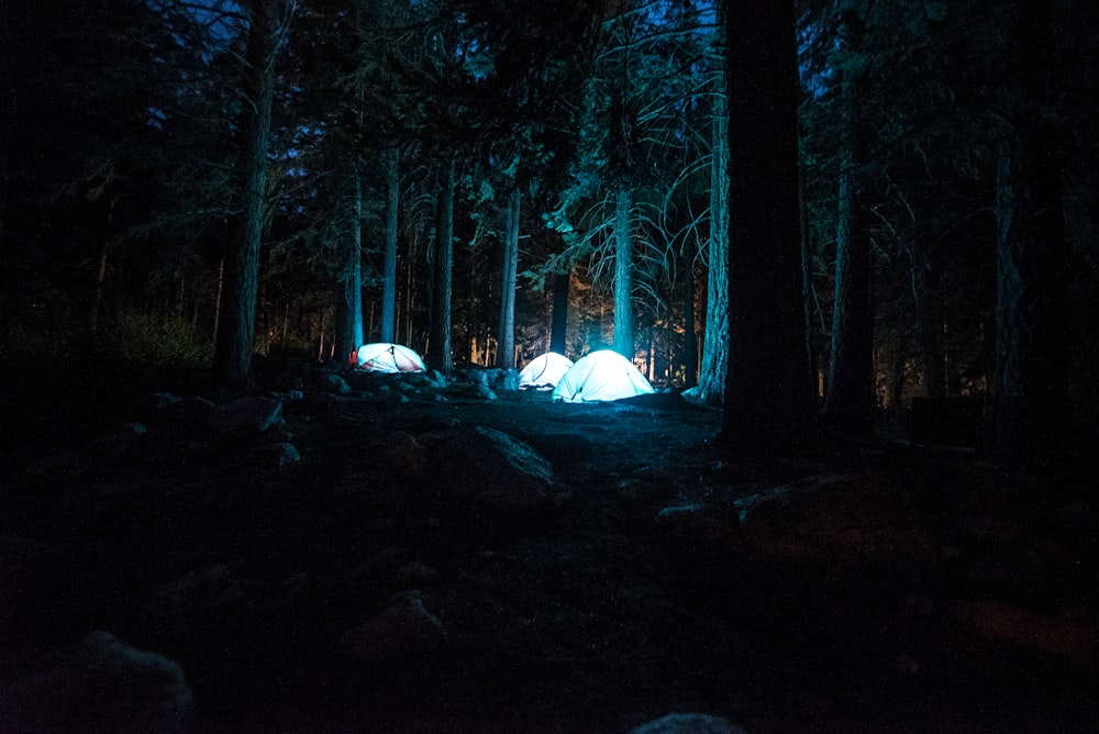 숲 사이에 빛이 있는 3개의 돔 텐트