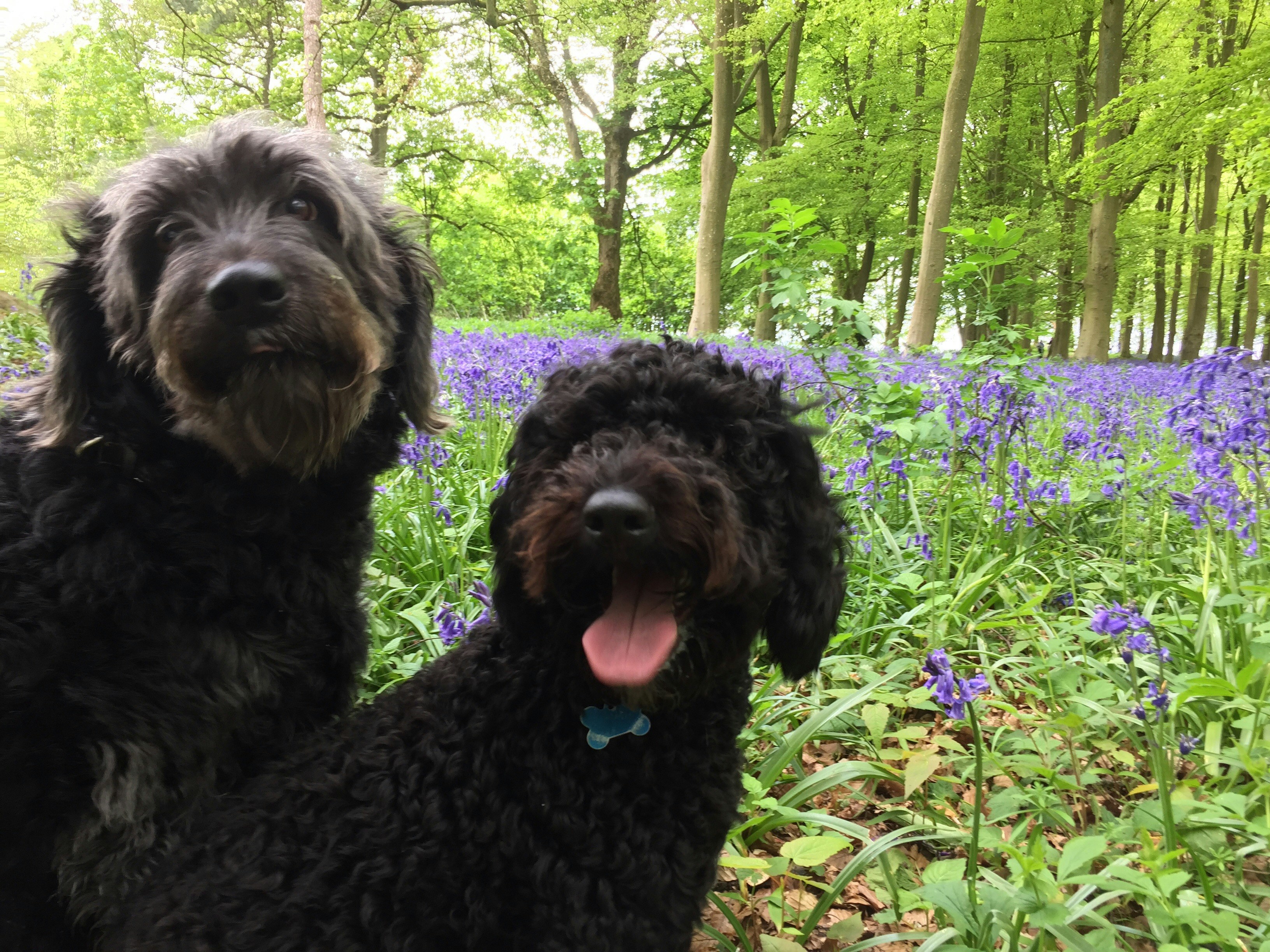 Free Unsplash photo from Gemma Chatfield