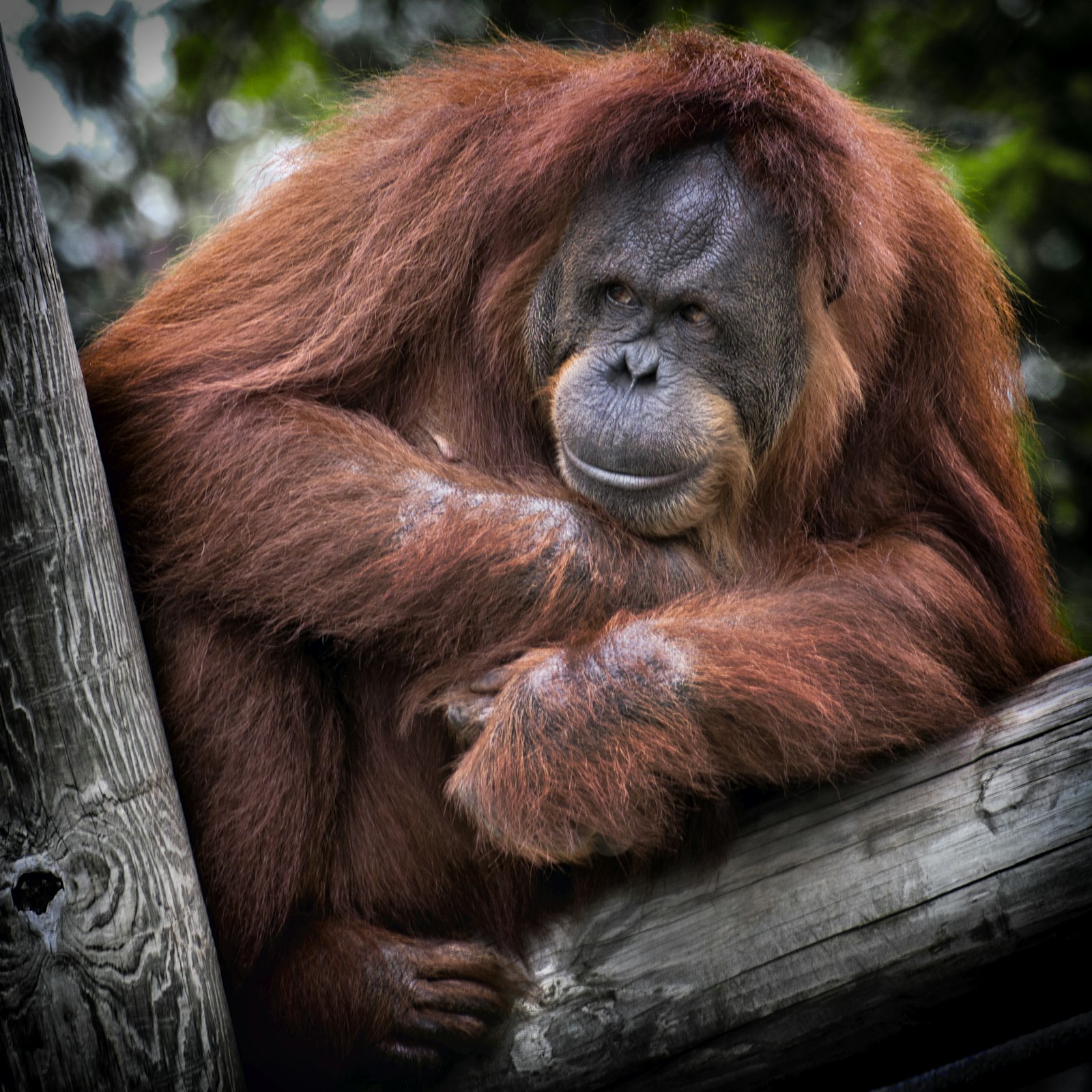 Fujifilm X-Pro1 + Fujifilm XF 55-200mm F3.5-4.8 R LM OIS sample photo. Brown monkey on top photography