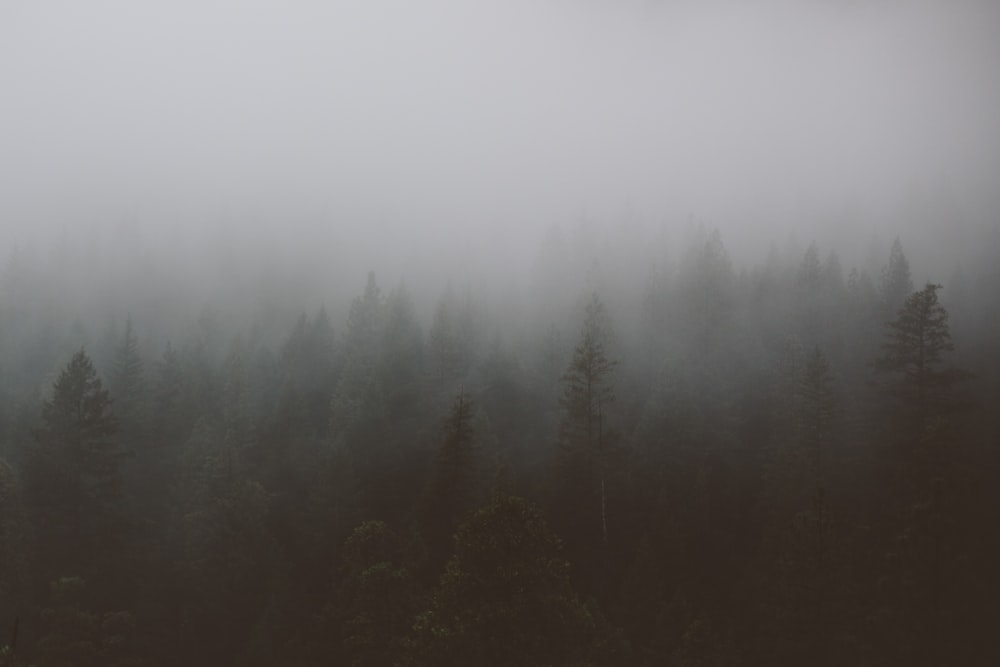 aerial view photograhy of green trees under fog