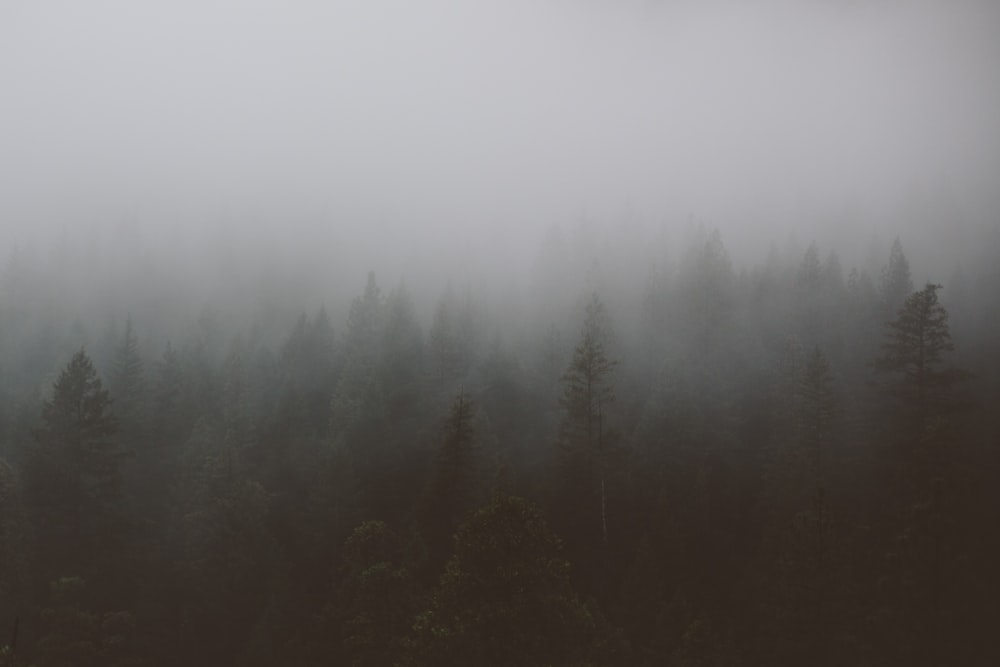 霧の下の緑の木々の空中写真