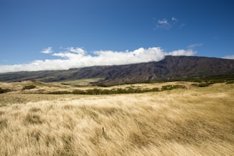 A sunlit open field with gentle rolling hills and a distant mountain range.
