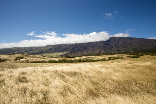 A sunlit open field with gentle rolling hills and a distant mountain range.