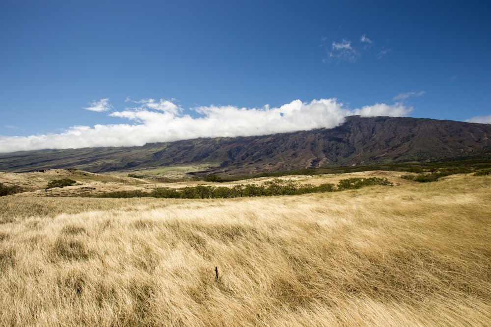 갈색 잔디밭과 푸른 사키 아래 산의 풍경 사진