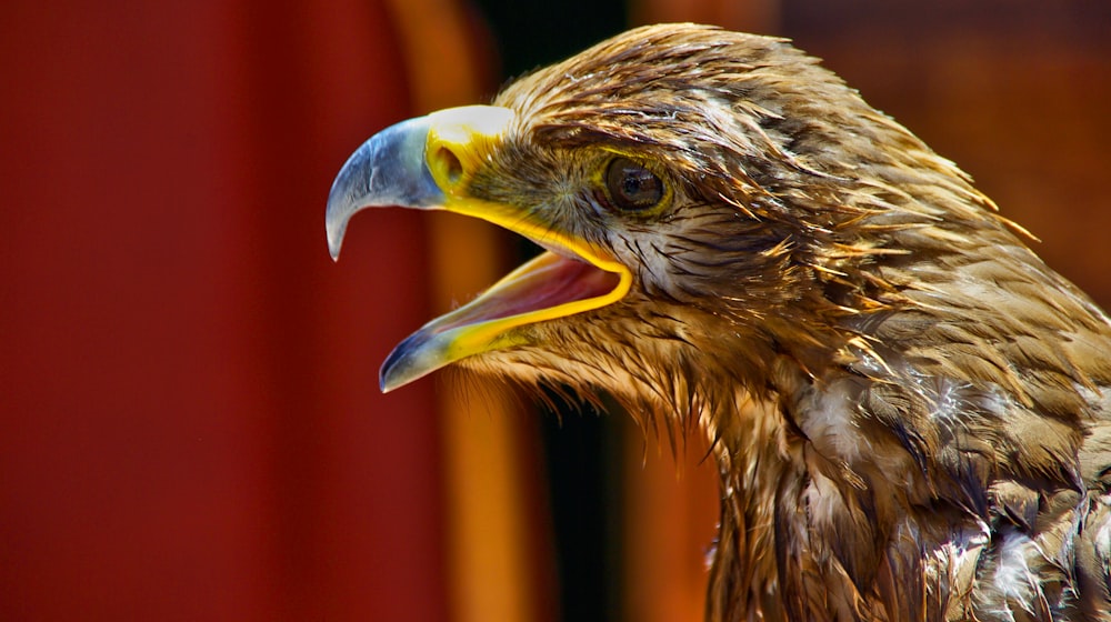 Photographie à mise au point peu profonde d’un oiseau brun