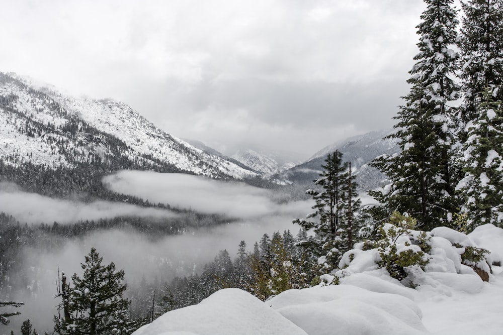 aerial view photography of green forest covered by fog and snow