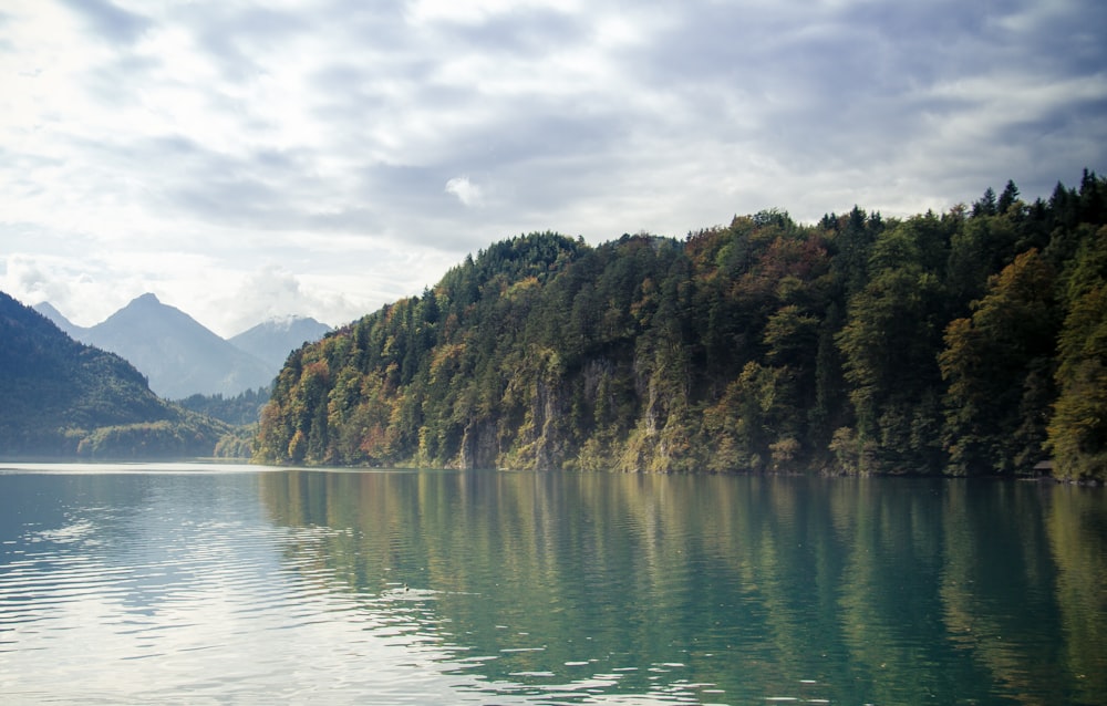 island with trees near body of water