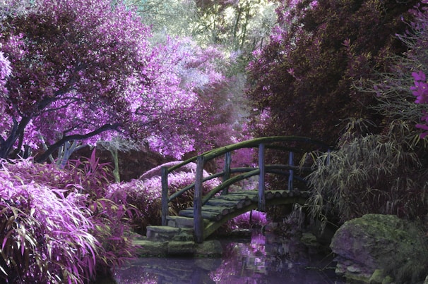 brown wooden footbridge surrounded by pink petaled flowers with creek underneath during daytime