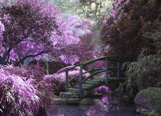 brown wooden footbridge surrounded by pink petaled flowers with creek underneath during daytime