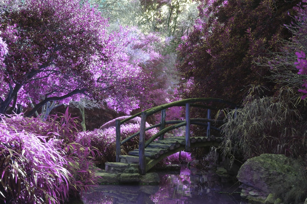 Passerelle en bois marron entourée de fleurs aux pétales roses avec ruisseau en dessous pendant la journée