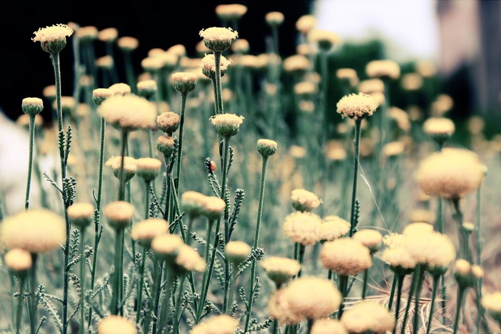 shallow focus photography of yellow flowers