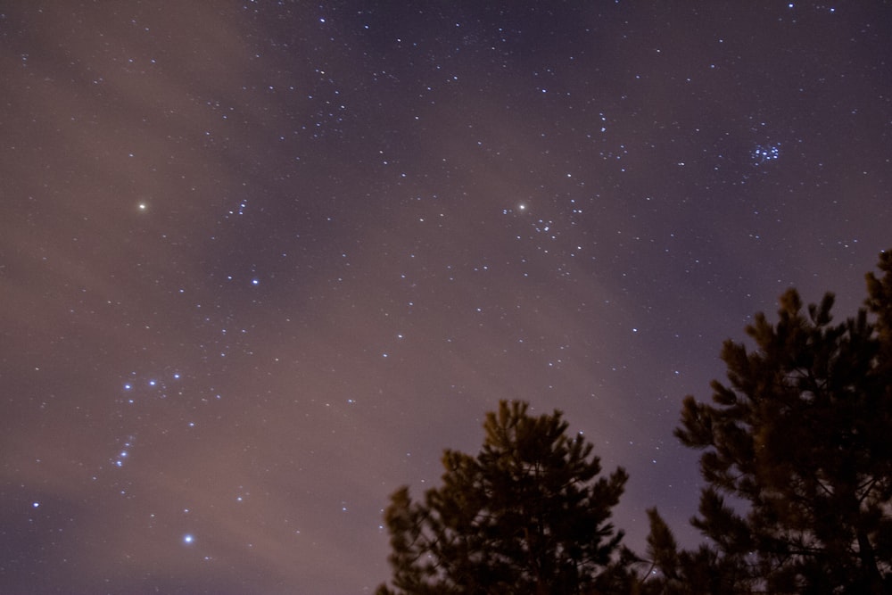 photo of green leaf tree during starry night