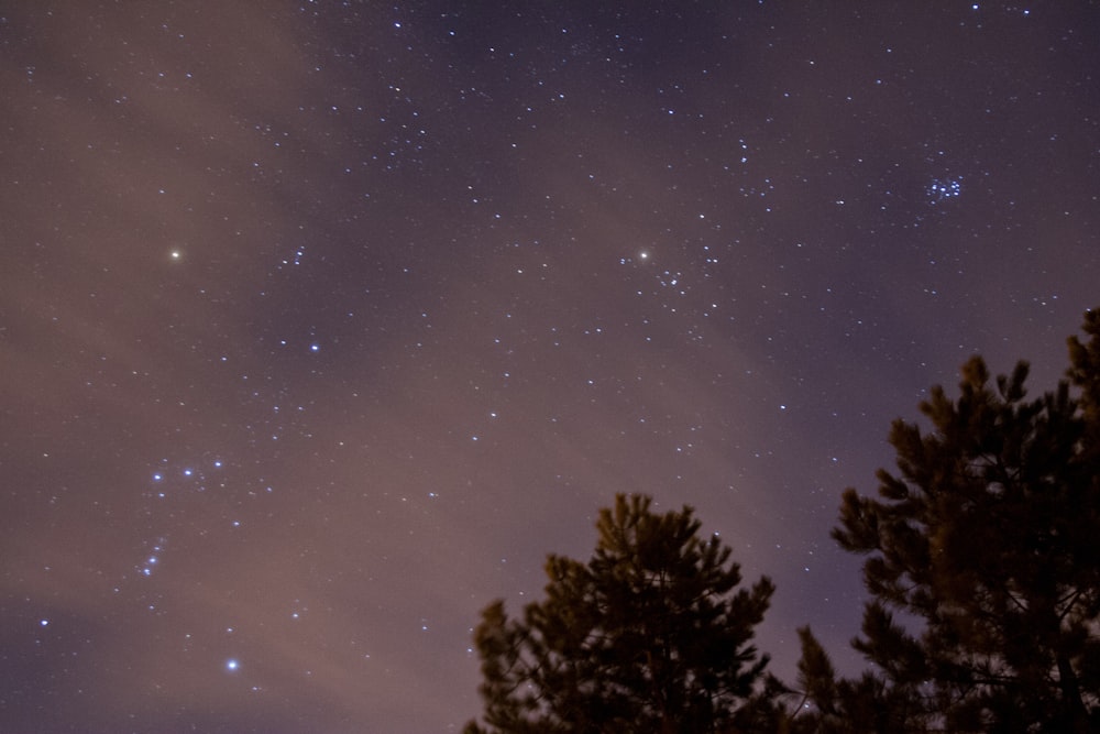 Foto de árbol de hoja verde durante la noche estrellada