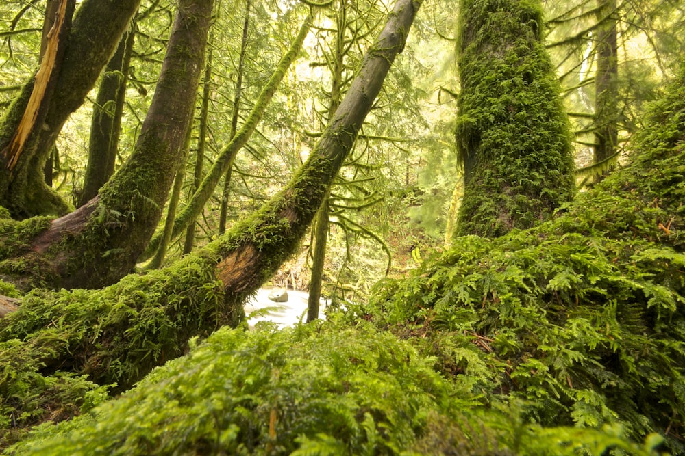 alberi grigi ricoperti di muschio