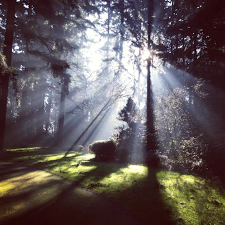 daylight peeking through green trees