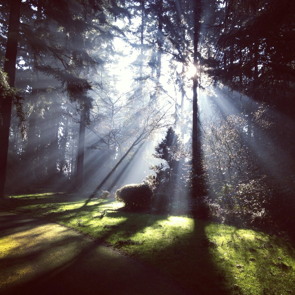 La luce del giorno fa capolino tra gli alberi verdi