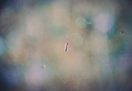 A mosquito is captured in focus against a blurred, dreamy background featuring various shades and light spots.
