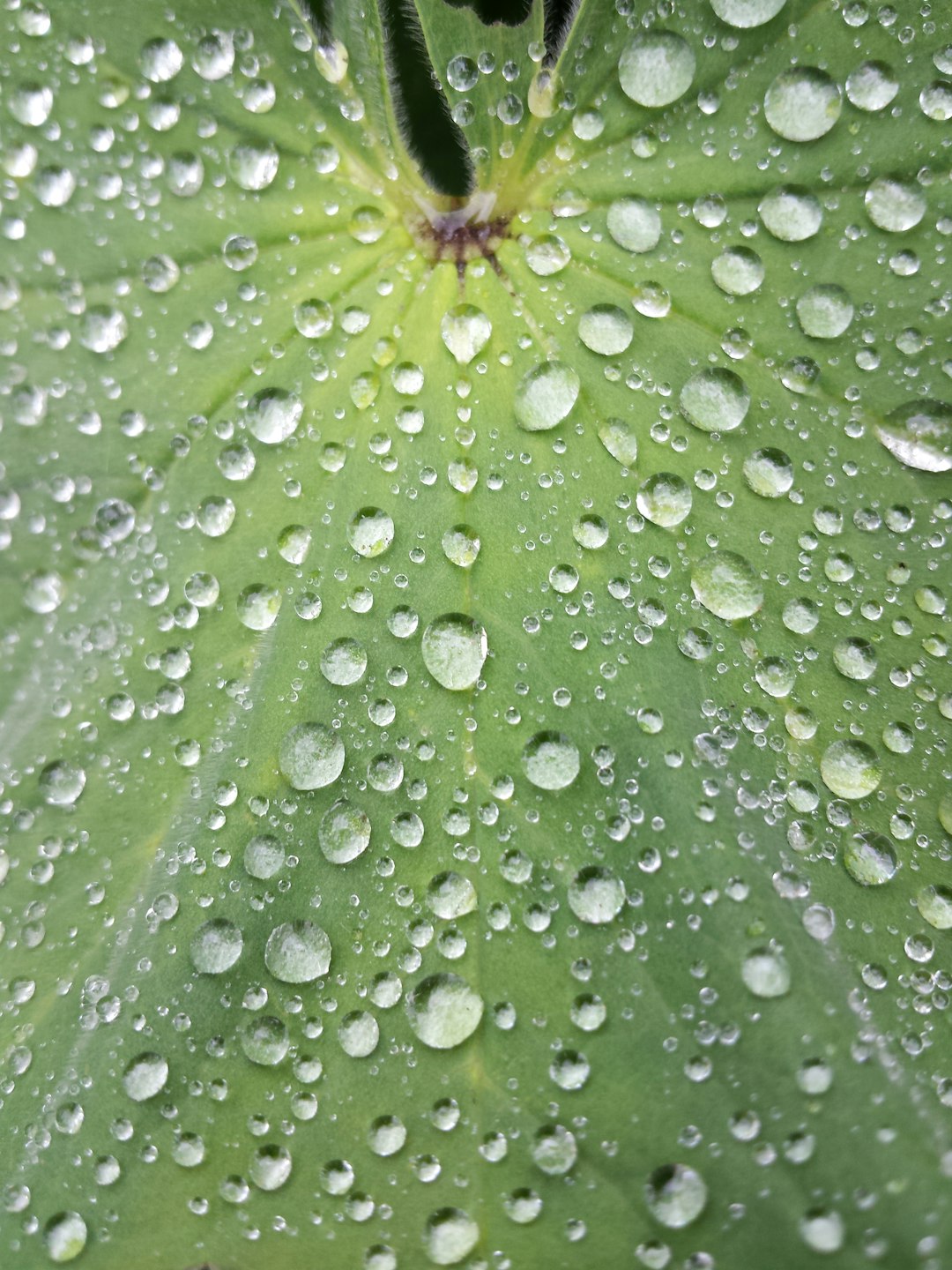 Dew on green foliage in macro