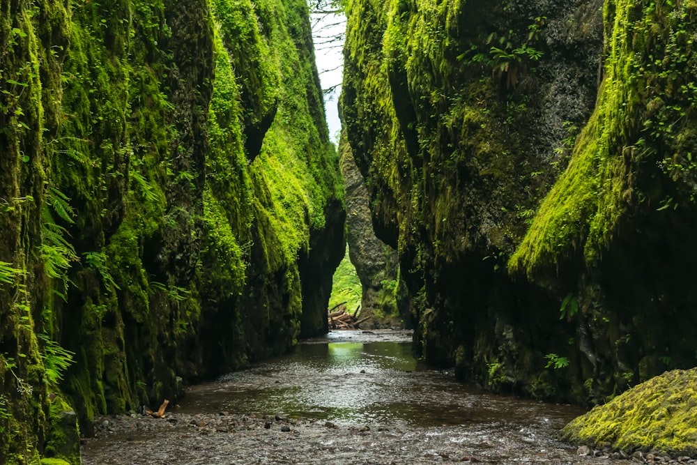 landscape photo of body of water in between green and brown cliffs