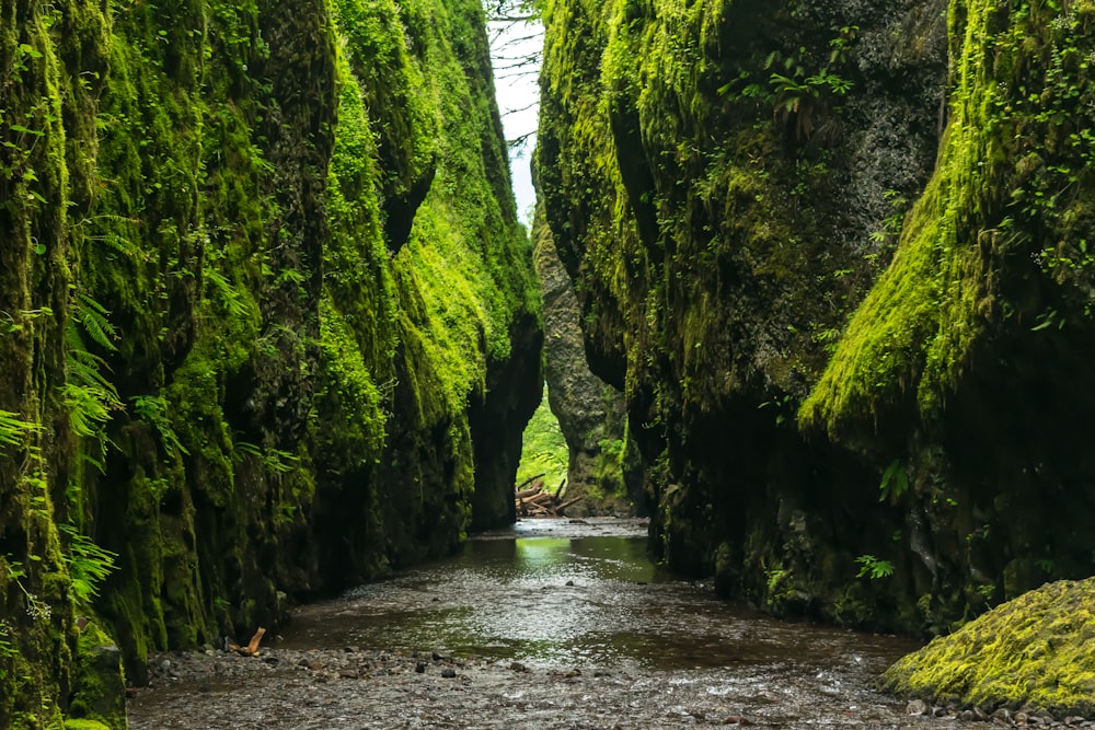 foto da paisagem do corpo de água entre falésias verdes e marrons