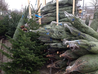 Fresh Nordmann, silver fir, and spruce Christmas trees lined up outdoors ready for delivery.