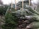A collection of Christmas trees is stacked on a pavement, each wrapped in netting, ready for sale. Some trees stand upright with wooden supports, while others are piled on their sides. The setting appears to be an outdoor lot, possibly part of a market or store.