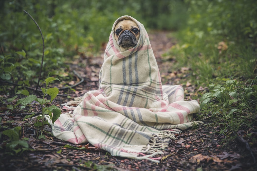 fawn pug covered by Burberry textile between plants