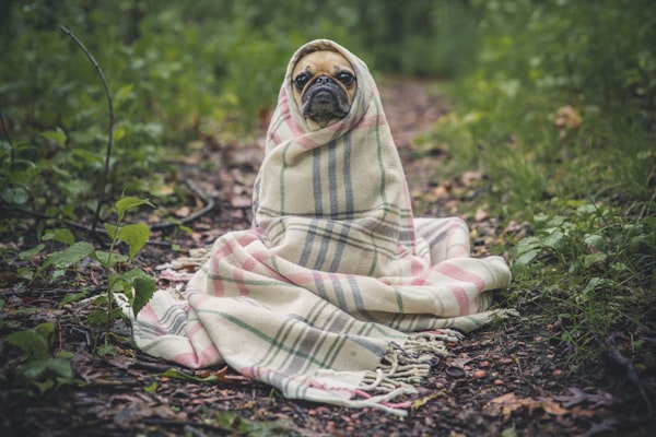 a dog wrapped in a blanket on a forest path