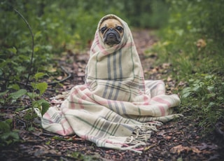 fawn pug covered by Burberry textile between plants