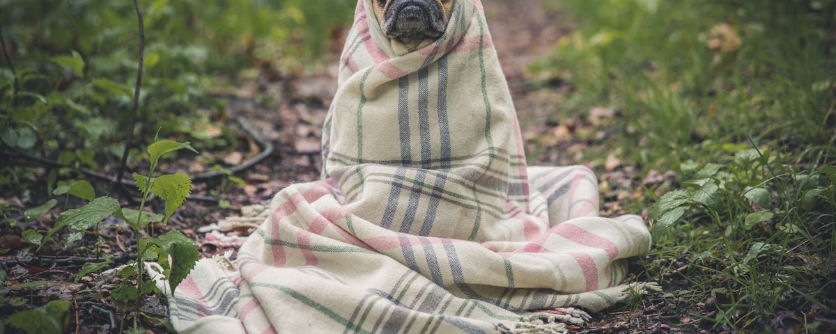 fawn pug covered by Burberry textile between plants