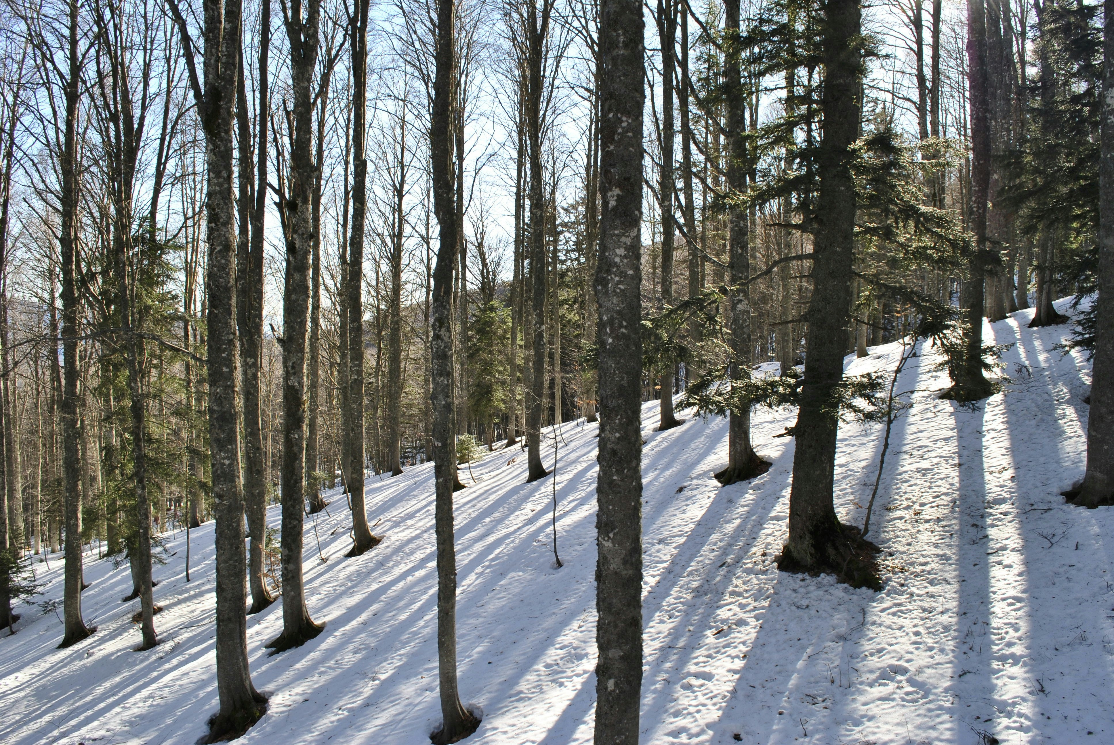 Free Unsplash photo from Nathaniel Kolenberg