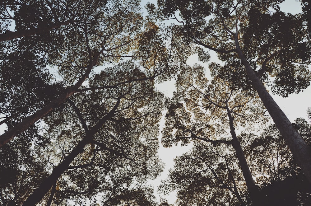 low angle photo of trees