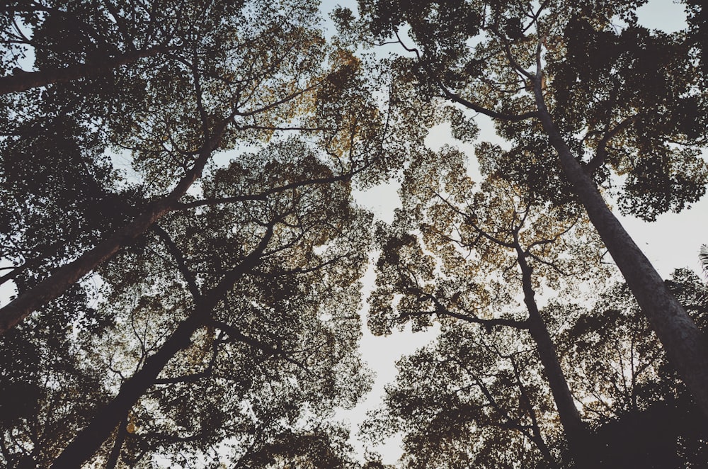 Foto von Bäumen aus niedrigem Winkel
