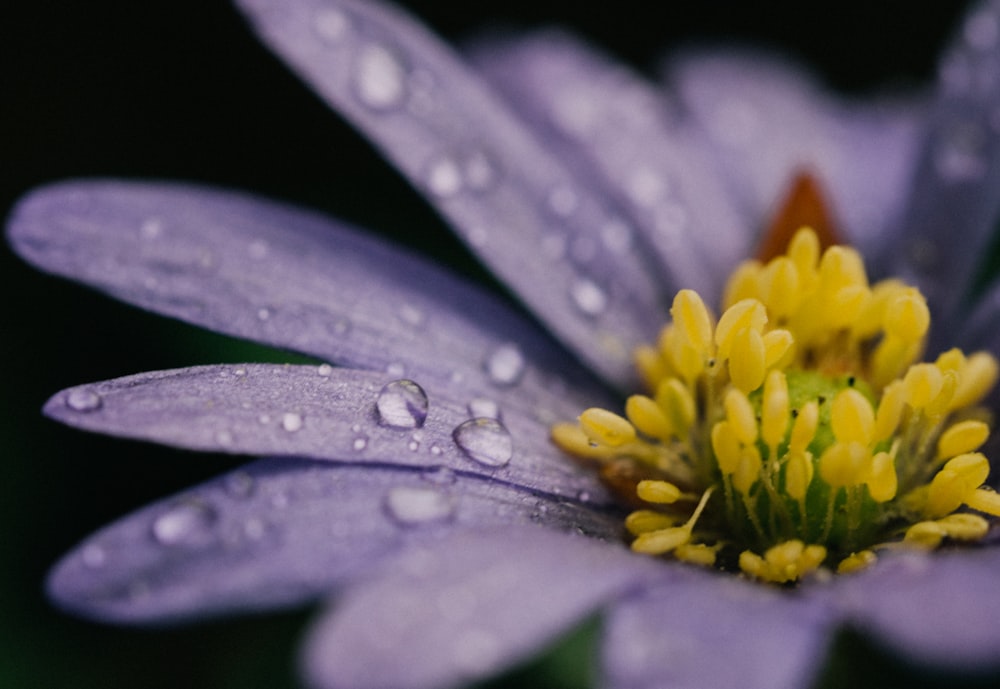 closeup photo of purple and yellow petaled flower